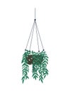 Houseplant Growing in Pot, Hanging Plant Lianas