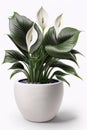 Houseplant indoor peace lilies or Spathiphyllum in bloom over white background