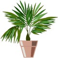 286 houseplant, vector illustration, isolate on a white background