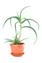 Houseplant