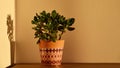 Houseplant in interior stock images