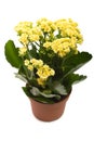 Houseplant 'Kalanchoe'