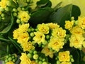 Houseplant - Kalanchoe. Beautiful flowers. Royalty Free Stock Photo