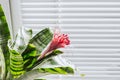 Houseplant with large green leaves and a pink flower Aechmea