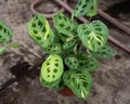 Houseplant Maranta kerchoveana variegata on a greenhouse floor Royalty Free Stock Photo