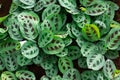 Houseplant of maranta prayer Royalty Free Stock Photo