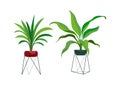 Houseplant modern stands. Tropical ficus or palm in pot, botanical decorative collection, flowerpot on metal rask, home