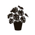 Houseplant monstera deliciosa in a pot silhouette