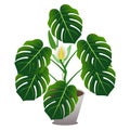 Houseplant of a monstera or split-leaf philodendron Monstera deliciosa.