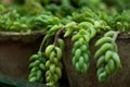 houseplant, Morgans succulent-Sedum, cultivation Royalty Free Stock Photo