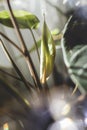 Houseplant new leaf grow - tropical leaf