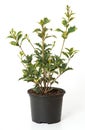 Houseplant osmanthus heterophyllus Veriegatus