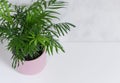 Houseplant palm Chamaedorea in a pink flower pot on a white background, top view
