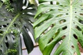 Houseplant palm. green leafs of monstera indoors. Tropical plants