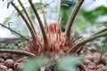 Houseplant palm root at flower pot closeup. brown palm trunk.