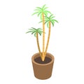 Houseplant palm tree icon, isometric style Royalty Free Stock Photo