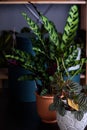 Houseplant Peperomia and Houseplant calathea