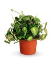 Houseplant - Peperomia caperata a potted plant isolated over white