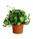 Houseplant - Peperomia caperata a potted plant isolated over white