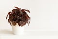 Houseplant peperomia caperata in white flowerpot Royalty Free Stock Photo