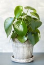 Houseplant peperomia in a flowerpot