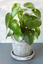 Houseplant peperomia in vintage pot