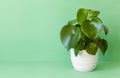 Houseplant peperomia in white pot