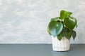 Houseplant peperomia in white pot