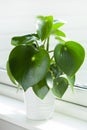 Houseplant peperomia in white pot