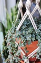 Houseplant Pilea glauca `Greyzy` in hanging basket