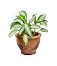 Houseplant in pot Royalty Free Stock Photo