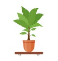 Houseplant in pot in flat style. Indoor gerb on shelf isolated on white background. Vector illustration