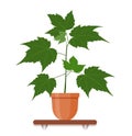 Houseplant in a pot in flat style. Indoor gerb on shelf isolated on a white background. Vector illustration