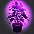 Houseplant in a pot on a gray background with purple light. Generative AI