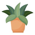 Houseplant pot icon cartoon vector. Exotic flower Royalty Free Stock Photo