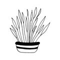 houseplant in a pot icon hand drawn. , minimalism, scandinavian, monochrome, nordic. sticker, spathiphyllum, plant