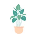 Houseplant in pot. Isolated flowerpot . Home plant