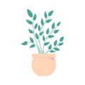 Houseplant in pot. Isolated flowerpot . Home plant