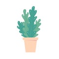 Houseplant in pot. Isolated flowerpot . Home plant