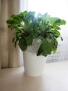 Houseplant in a pot on the table top