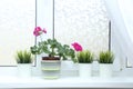 Houseplant in a pot on the window. Flowering indoor plants