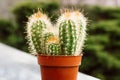 Houseplant potted cactus Pilosocereus pachycladus in orange flowerpot in garden