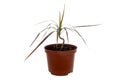 Houseplant potted palm tree Dracaena marginata