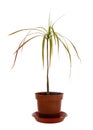 Houseplant potted palm tree Dracaena marginata