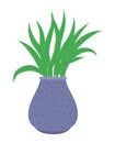 houseplant in purple pot