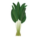 Houseplant Ravenala palm, Rubber Plant, pipal, ficus for interior decoration. Vector illustration of home flowers