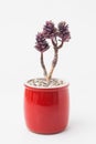 Houseplant in red ceramic pot on white background, echeveria rezry flower bouquet arrangement, blossom home decor design Royalty Free Stock Photo