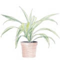 Houseplant Royalty Free Stock Photo