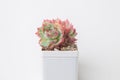 Houseplant rosette flower in pot on white background. Echeveria Pink Crystal Succulent