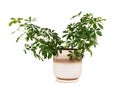 Houseplant schefflera arboricola in flowerpot